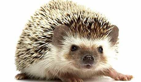 Pet Hedgehog Information
